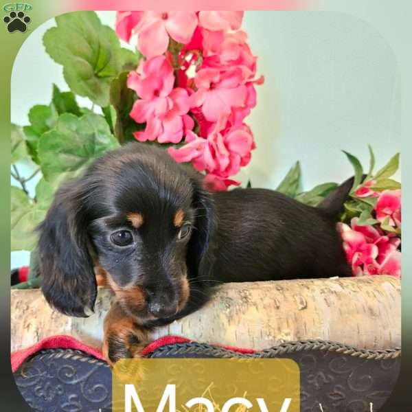 Macy, Dachshund Puppy